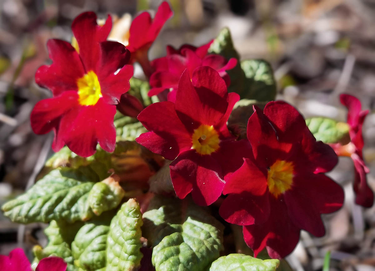 Primula x juliae 'Saladin'